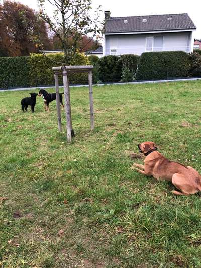 Rhodesian Ridgeback-Beitrag-Bild