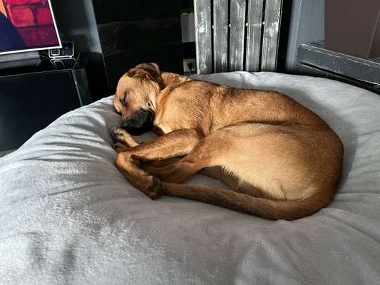 Rhodesian Ridgeback-Beitrag-Bild