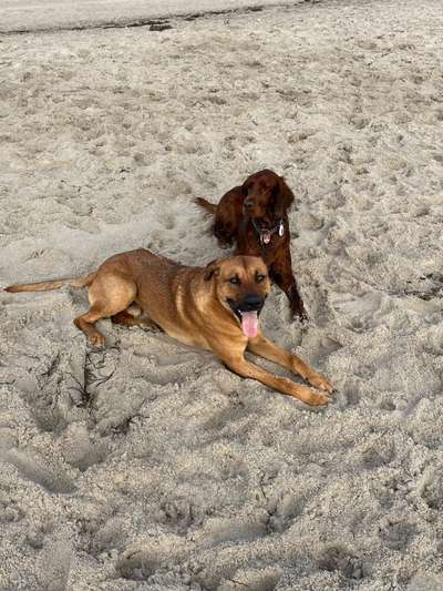 Rhodesian Ridgeback-Beitrag-Bild