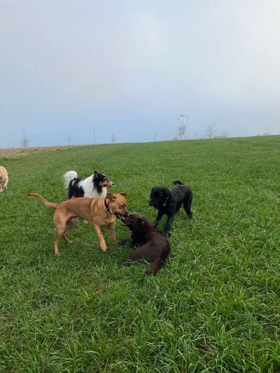 Rhodesian Ridgeback-Beitrag-Bild