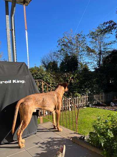 Rhodesian Ridgeback-Beitrag-Bild