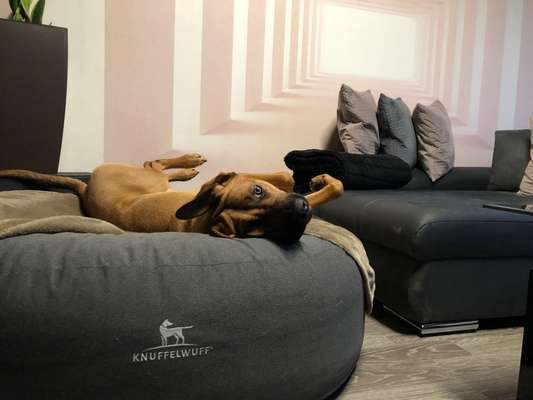 Rhodesian Ridgeback-Beitrag-Bild