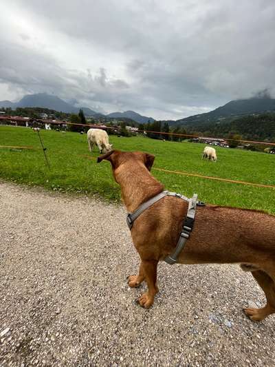 Rhodesian Ridgeback-Beitrag-Bild