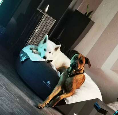 Rhodesian Ridgeback-Beitrag-Bild