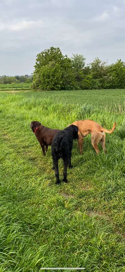 Rhodesian Ridgeback-Beitrag-Bild