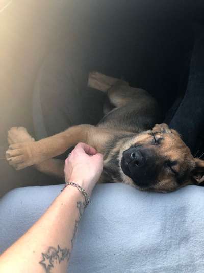 Rhodesian Ridgeback-Beitrag-Bild