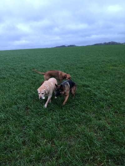 Rhodesian Ridgeback-Beitrag-Bild