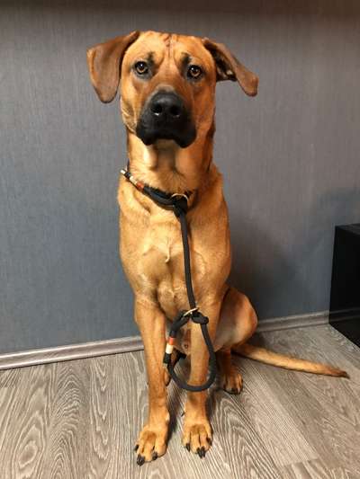 Rhodesian Ridgeback-Beitrag-Bild