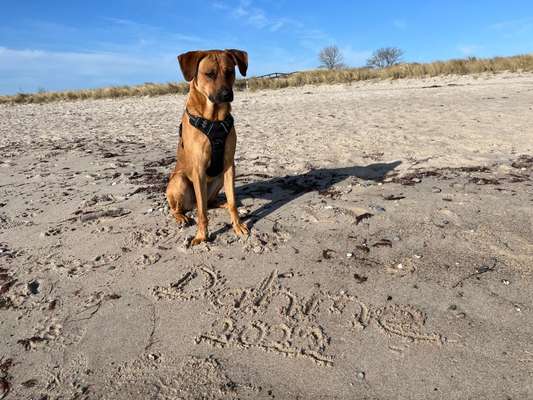 Rhodesian Ridgeback-Beitrag-Bild