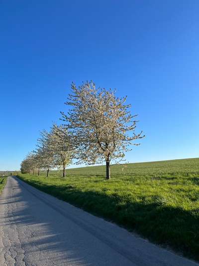 Rhodesian Ridgeback-Beitrag-Bild