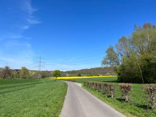 Rhodesian Ridgeback-Beitrag-Bild