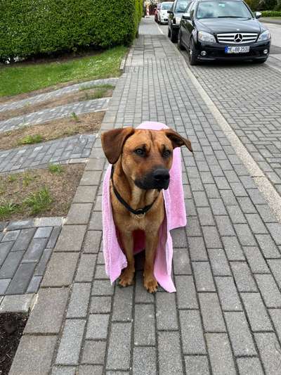 Rhodesian Ridgeback-Beitrag-Bild