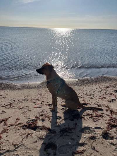 Rhodesian Ridgeback-Beitrag-Bild