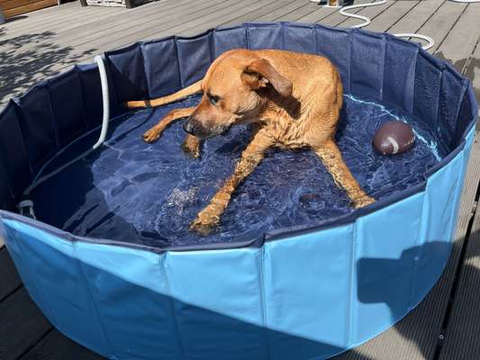 Rhodesian Ridgeback-Beitrag-Bild