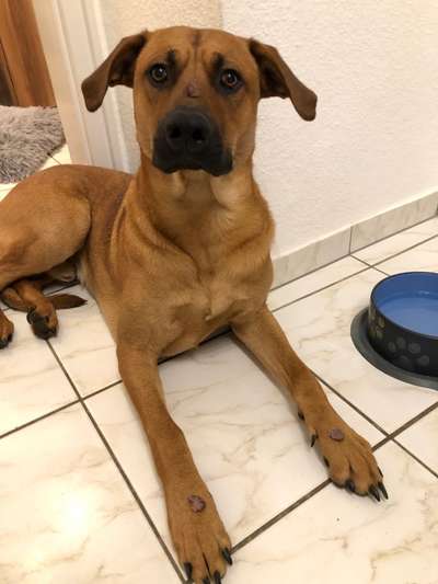 Rhodesian Ridgeback-Beitrag-Bild