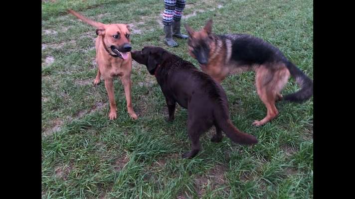 Rhodesian Ridgeback-Beitrag-Bild