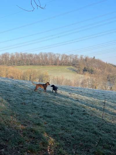 Rhodesian Ridgeback-Beitrag-Bild