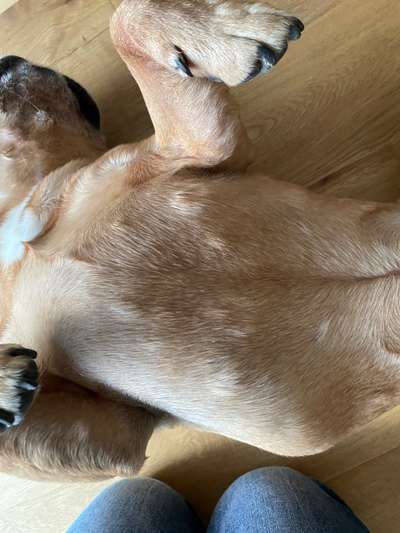 Rhodesian Ridgeback-Beitrag-Bild