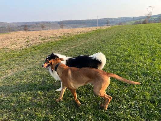 Rhodesian Ridgeback-Beitrag-Bild