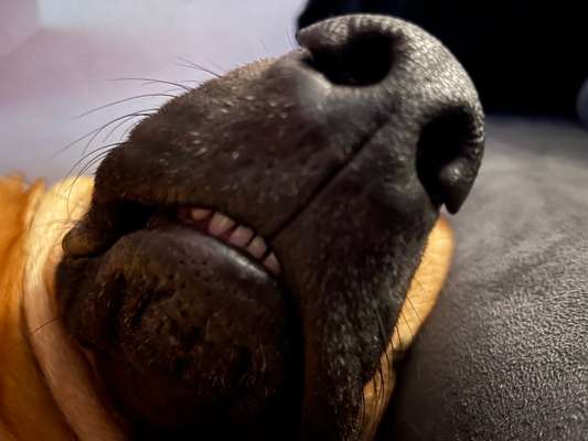 Rhodesian Ridgeback-Beitrag-Bild