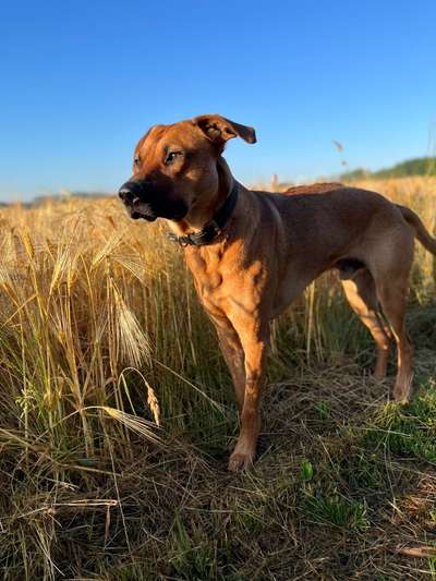 Rhodesian Ridgeback-Beitrag-Bild