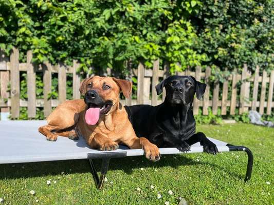 Rhodesian Ridgeback-Beitrag-Bild