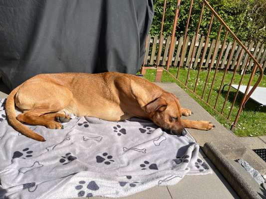 Rhodesian Ridgeback-Beitrag-Bild