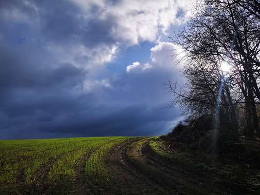 Rhodesian Ridgeback-Beitrag-Bild