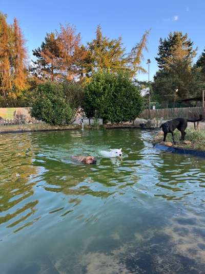 Rhodesian Ridgeback-Beitrag-Bild