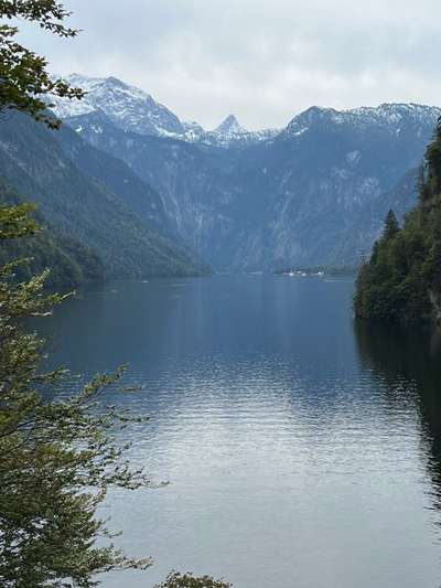 Rhodesian Ridgeback-Beitrag-Bild