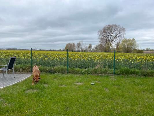Rhodesian Ridgeback-Beitrag-Bild