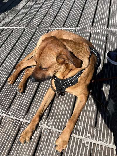 Rhodesian Ridgeback-Beitrag-Bild