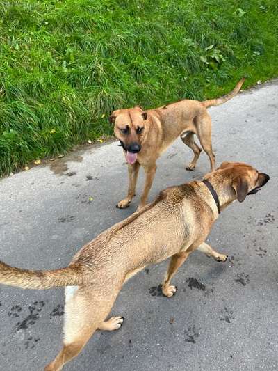 Rhodesian Ridgeback-Beitrag-Bild