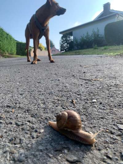 Rhodesian Ridgeback-Beitrag-Bild