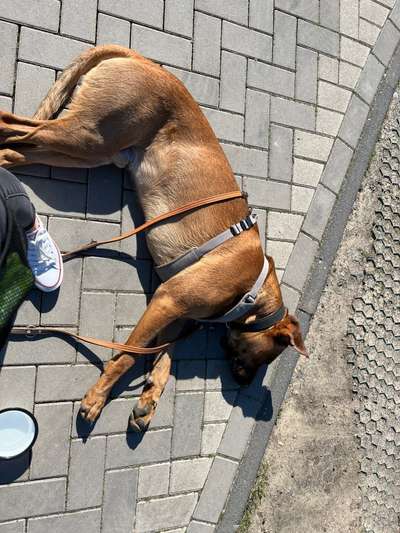 Rhodesian Ridgeback-Beitrag-Bild