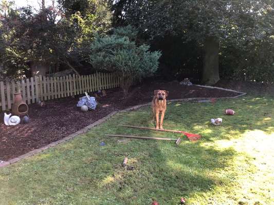 Rhodesian Ridgeback-Beitrag-Bild