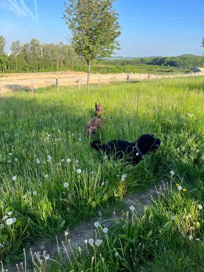 Rhodesian Ridgeback-Beitrag-Bild