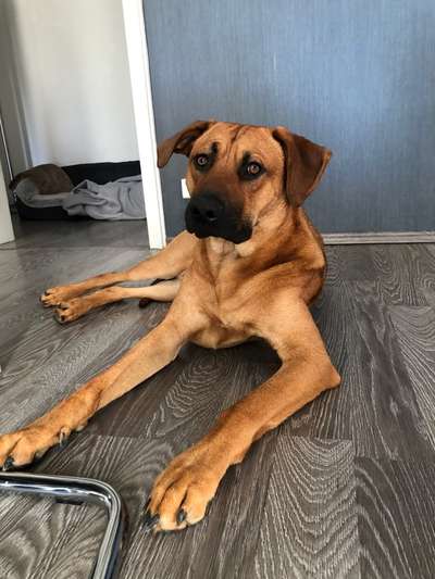 Schäferhund-Beitrag-Bild