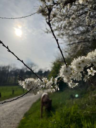 Rhodesian Ridgeback-Beitrag-Bild