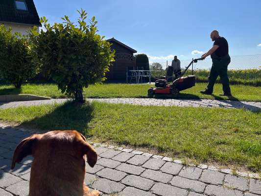 Rhodesian Ridgeback-Beitrag-Bild
