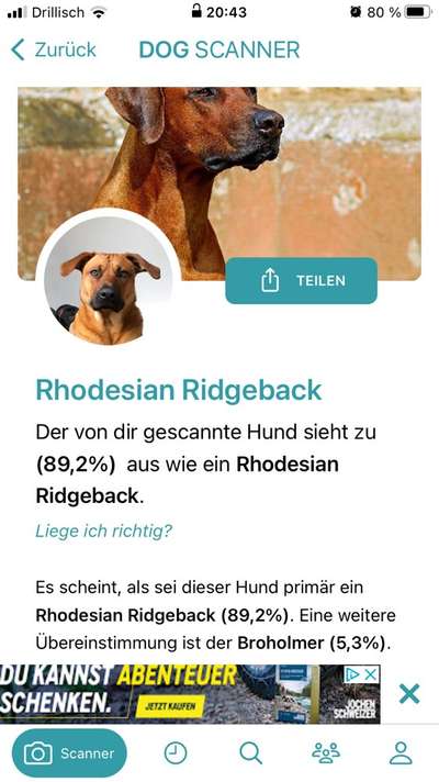 Rhodesian Ridgeback-Beitrag-Bild
