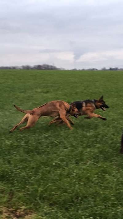 Rhodesian Ridgeback-Beitrag-Bild