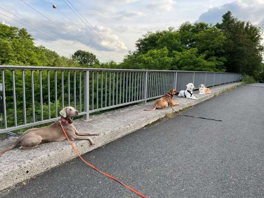 Rhodesian Ridgeback-Beitrag-Bild