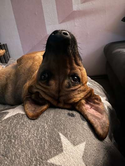Rhodesian Ridgeback-Beitrag-Bild