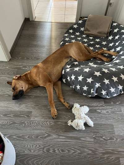 Rhodesian Ridgeback-Beitrag-Bild