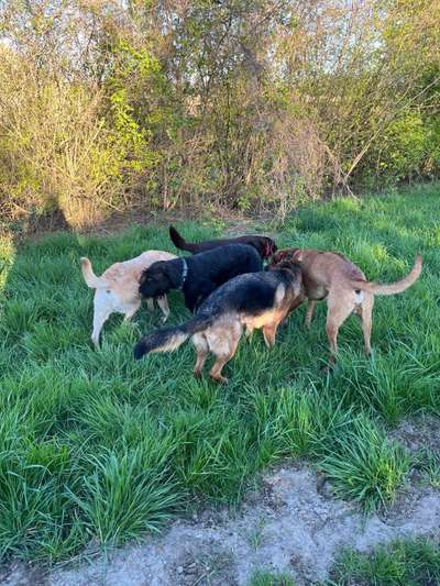 Rhodesian Ridgeback-Beitrag-Bild