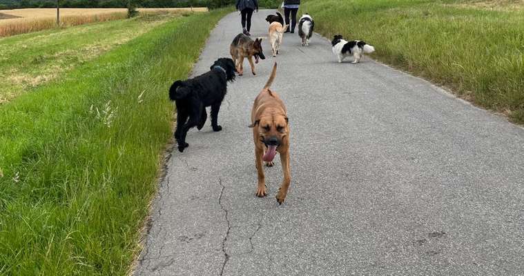 Rhodesian Ridgeback-Beitrag-Bild