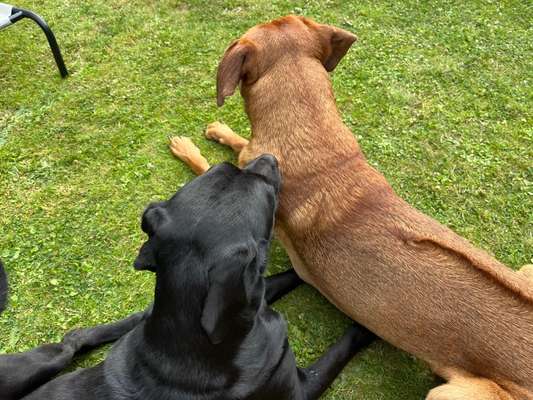 Rhodesian Ridgeback-Beitrag-Bild