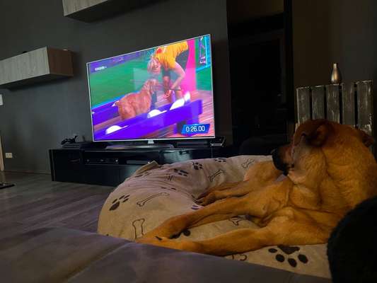 Rhodesian Ridgeback-Beitrag-Bild