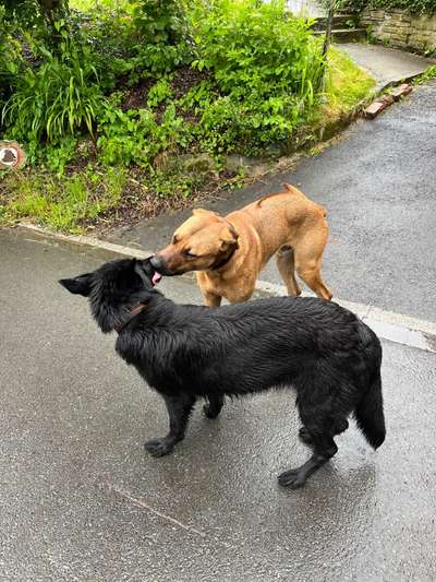 Rhodesian Ridgeback-Beitrag-Bild